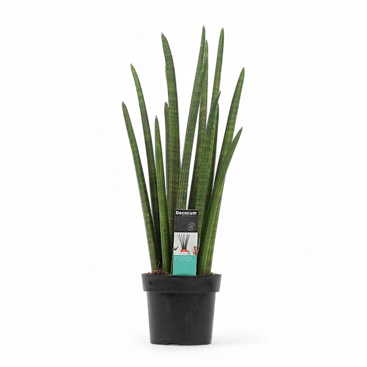 Dracaena angolensis (Sansevieria cylindrica) 'Rocket' Zimmerpflanze im Anzuchttopf vor weißem Hintergrund, Produktfoto 5.