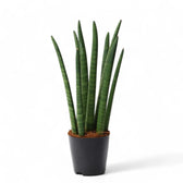 Dracaena angolensis (Sansevieria cylindrica) 'Spaghetti' Zimmerpflanze im Anzuchttopf vor weißem Hintergrund, Produktfoto 2.