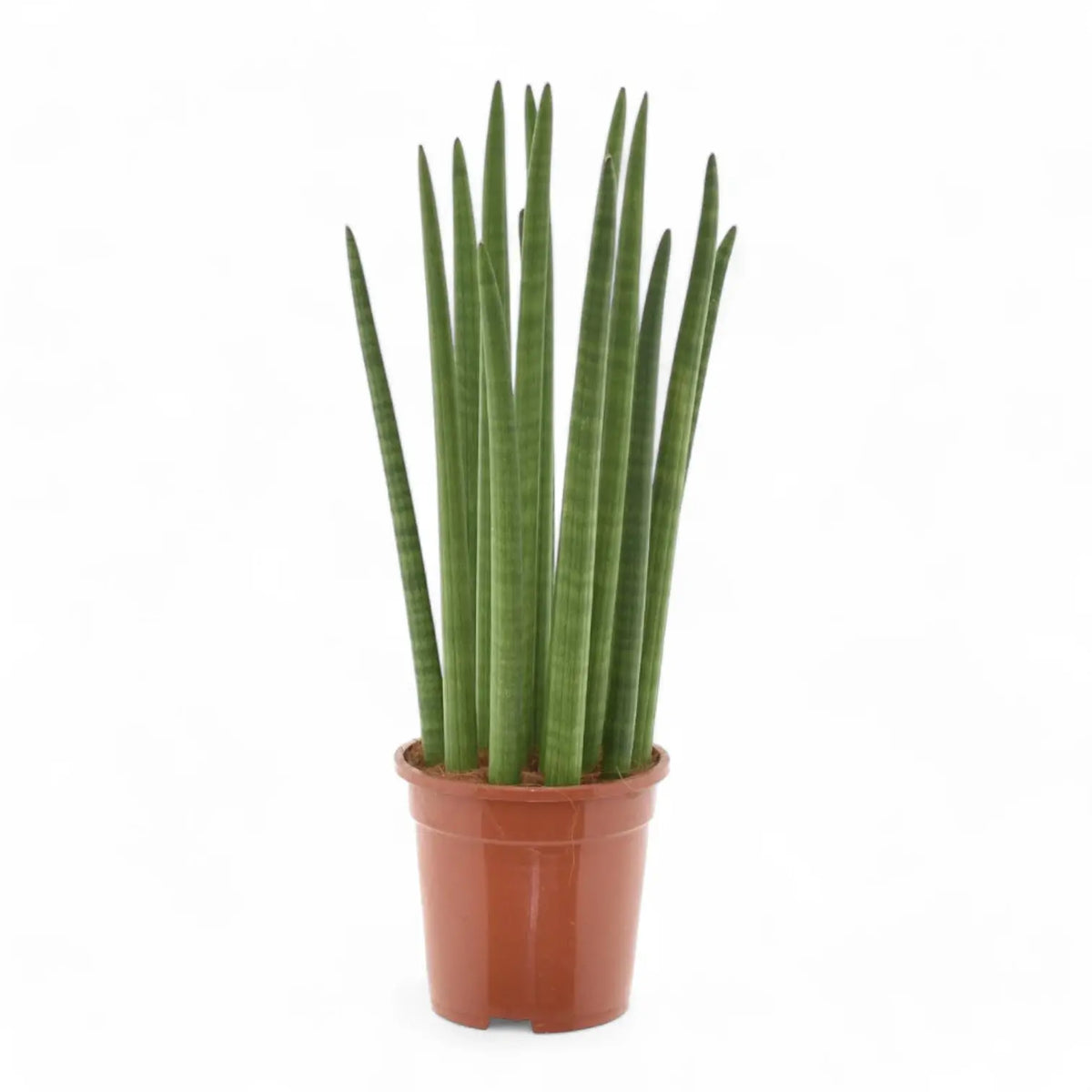 Dracaena angolensis (Sansevieria cylindrica) 'Spaghetti' Zimmerpflanze im Anzuchttopf vor weißem Hintergrund, Produktfoto 3.