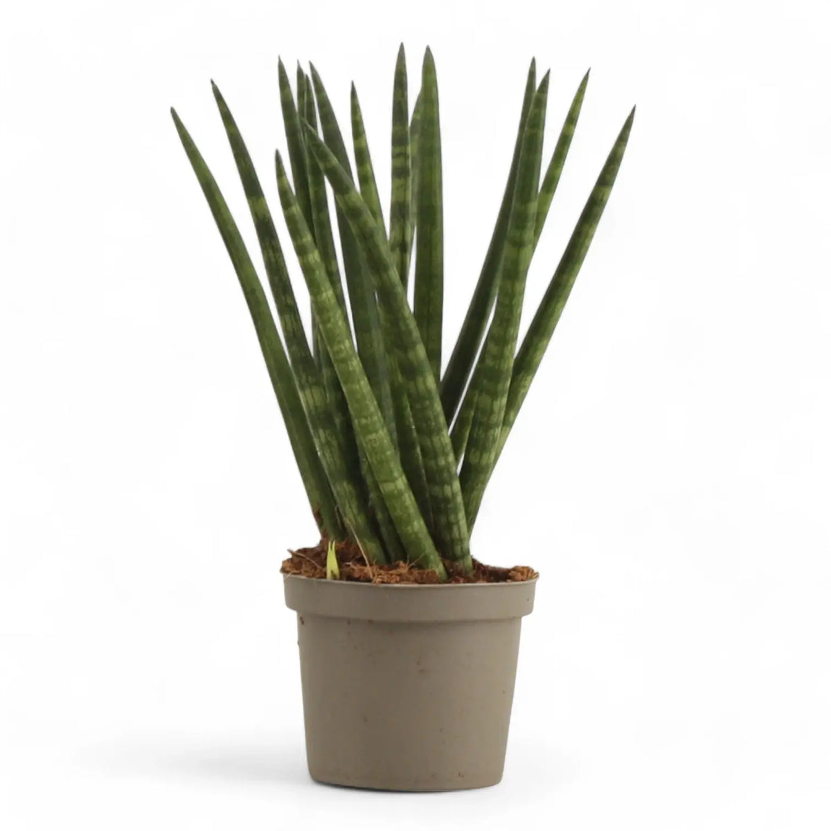Dracaena angolensis (Sansevieria cylindrica) 'Spaghetti' Zimmerpflanze im Anzuchttopf vor weißem Hintergrund, Produktfoto 4.