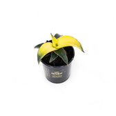 Dracaena angolensis (Sansevieria cylindrica) 'Star Canary' potted plant in nursery pot on white background.