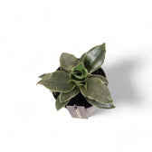 Dracaena angolensis (Sansevieria cylindrica) 'Star Rose' potted plant in nursery pot on white background.