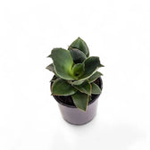 Dracaena angolensis (Sansevieria cylindrica) 'Star Rose' potted plant in nursery pot on white background.