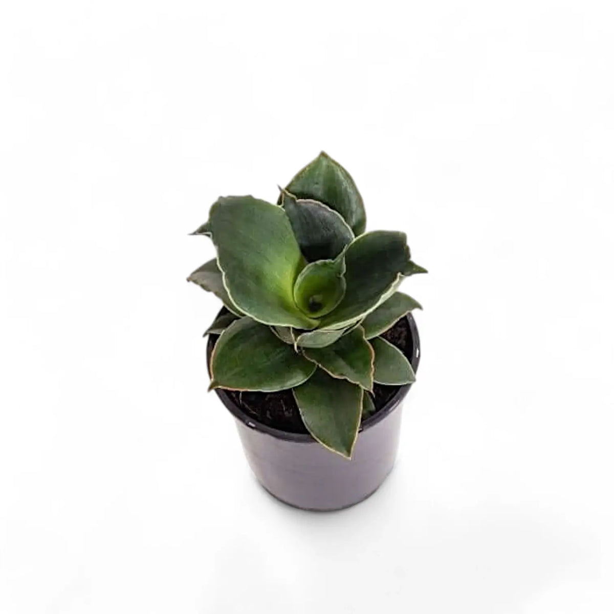 Dracaena angolensis (Sansevieria cylindrica) 'Star Rose' potted plant in nursery pot on white background.