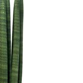 Dracaena angolensis (Sansevieria cylindrica) 'Straight' – Blattdetail vor weißem Hintergrund..