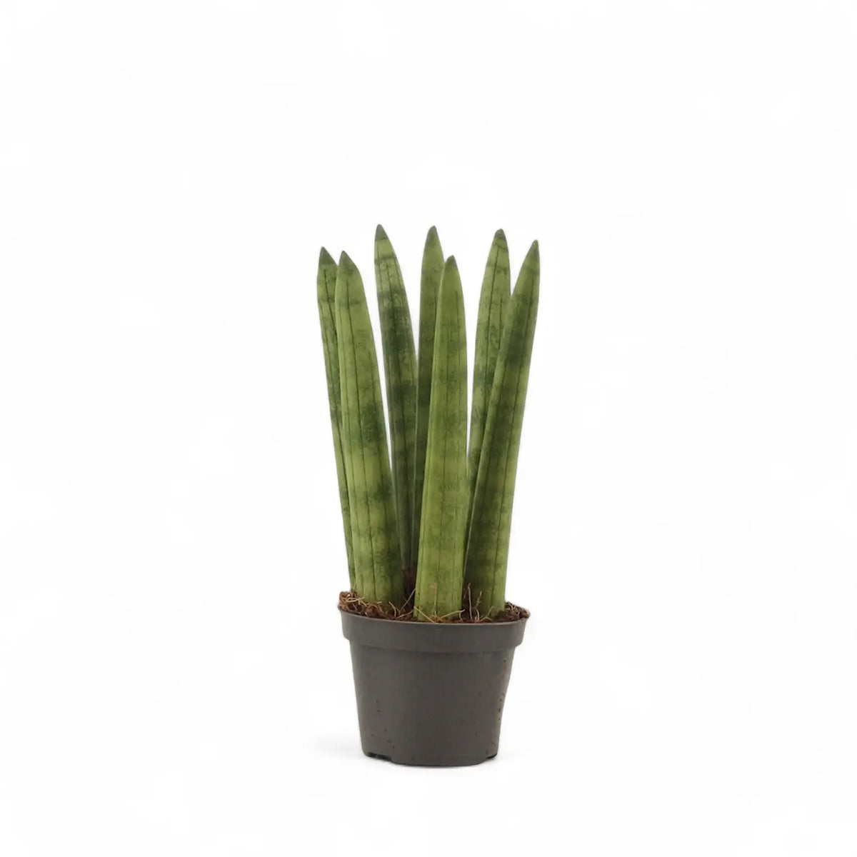 Dracaena angolensis (Sansevieria cylindrica) 'Straight' – Topfpflanze im Kulturtopf vor weißem Hintergrund, Produktfoto 2.
