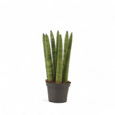 Dracaena angolensis (Sansevieria cylindrica) 'Straight' – Topfpflanze im Kulturtopf vor weißem Hintergrund, Produktfoto 2.