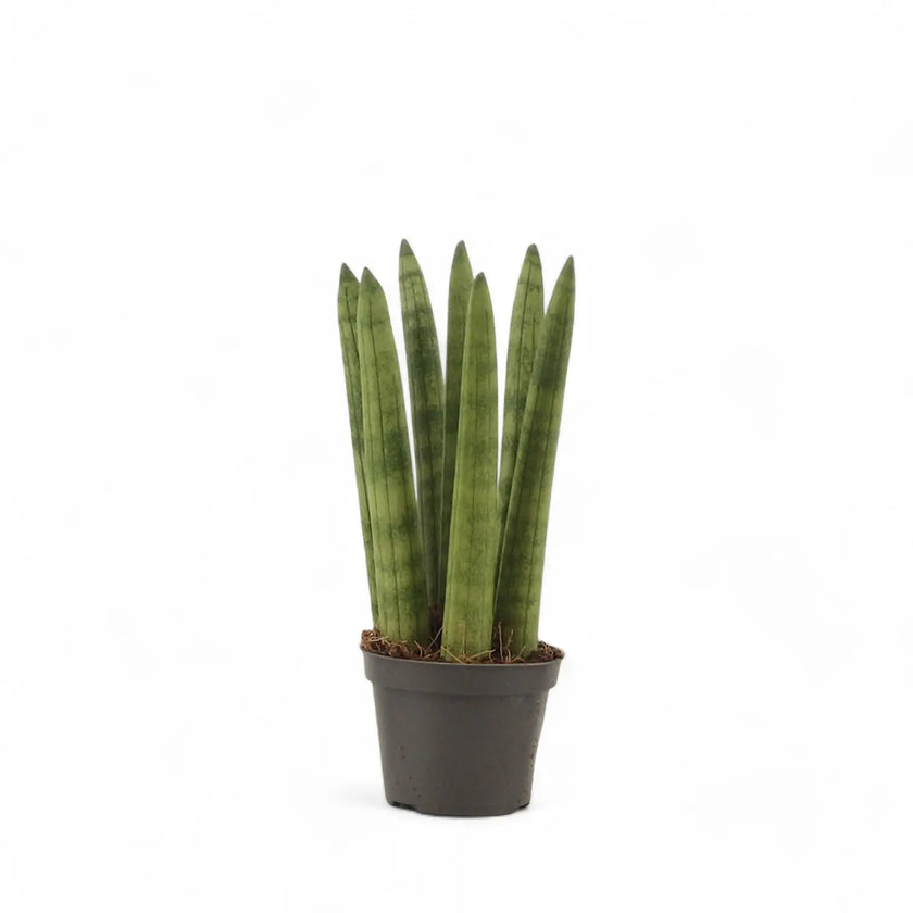 Dracaena angolensis (Sansevieria cylindrica) 'Straight' potted plant in nursery pot on white background.