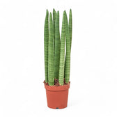 Dracaena angolensis (Sansevieria cylindrica) 'Straight' – Topfpflanze im Kulturtopf vor weißem Hintergrund, Produktfoto 3.
