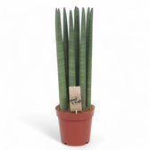 Dracaena angolensis (Sansevieria cylindrica) 'Straight' – Topfpflanze im Kulturtopf vor weißem Hintergrund, Produktfoto 4.