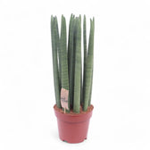 Dracaena angolensis (Sansevieria cylindrica) 'Straight' – Topfpflanze im Kulturtopf vor weißem Hintergrund, Produktfoto 5.