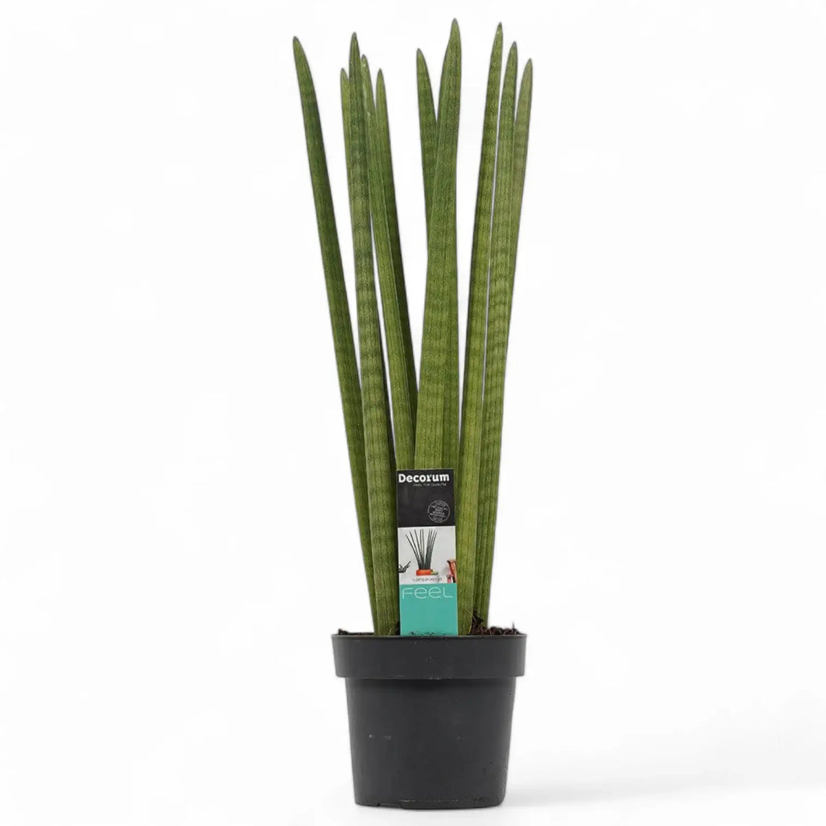 Dracaena angolensis (Sansevieria cylindrica) 'Straight' – Topfpflanze im Kulturtopf vor weißem Hintergrund, Produktfoto 6.