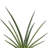 Dracaena angolensis (Sansevieria cylindrica) 'Tiara Grand Gazzelle' close-up of leaf on white background.