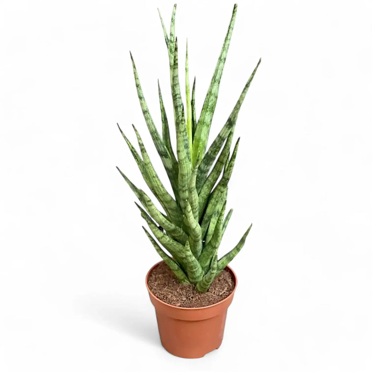 Dracaena angolensis (Sansevieria cylindrica) 'Torch' potted plant in nursery pot on white background.