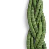 Dracaena angolensis 'Twister' with a compact upright braid of cylindrical green leaves