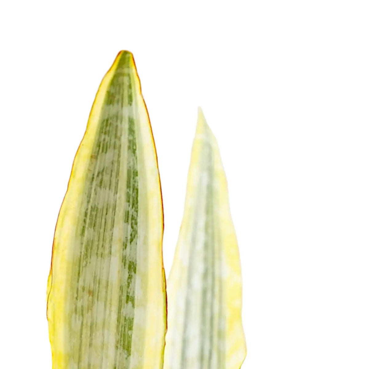 Dracaena (Sansevieria) aubrytiana 'Lauren' leaf close-up on white background.