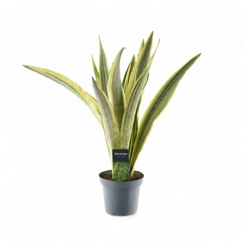Dracaena (Sansevieria) aubrytiana 'Lauren' potted plant in nursery pot on white background.