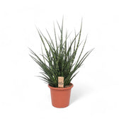 Dracaena (Sansevieria) bacularis 'Fernwood Punk' Zimmerpflanze im Anzuchttopf vor weißem Hintergrund, Produktfoto 2.