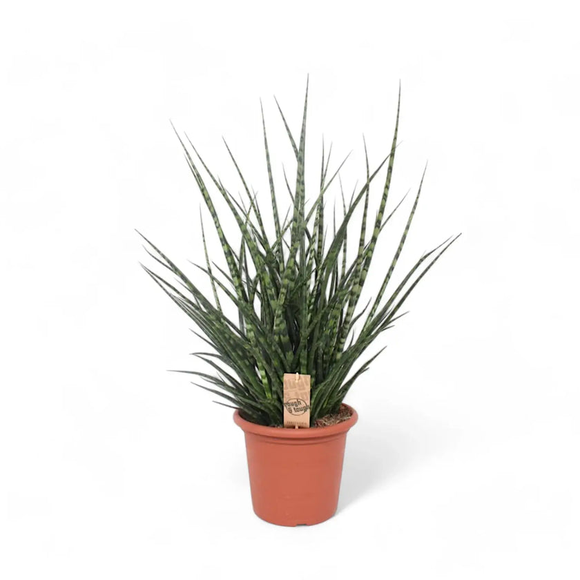 Dracaena (Sansevieria) bacularis 'Fernwood Punk' potted plant in nursery pot on white background.