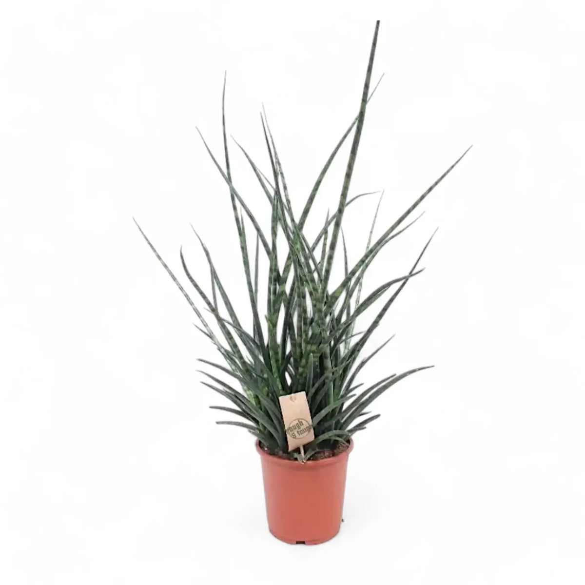 Dracaena (Sansevieria) bacularis 'Fernwood Punk' Zimmerpflanze im Anzuchttopf vor weißem Hintergrund, Produktfoto 3.
