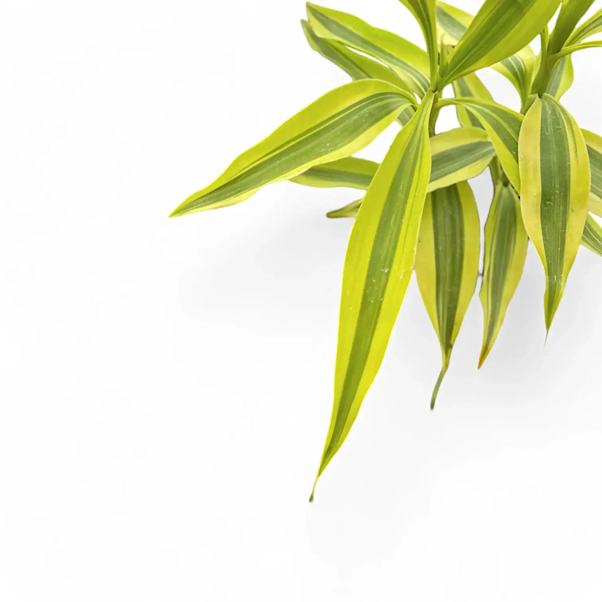 Dracaena braunii 'Gold' close-up of leaf on white background.