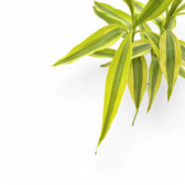 Dracaena braunii 'Gold' close-up of leaf on white background.