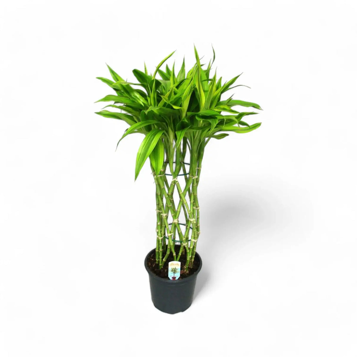 Dracaena braunii 'Gold' potted plant in nursery pot on white background.