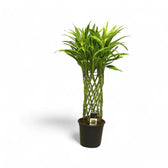 Dracaena braunii 'Gold' potted plant in nursery pot on white background.
