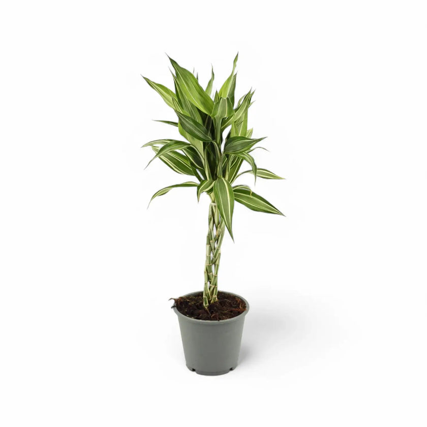 Dracaena braunii 'Victory' Zimmerpflanze im Anzuchttopf vor weißem Hintergrund, Produktfoto 2.