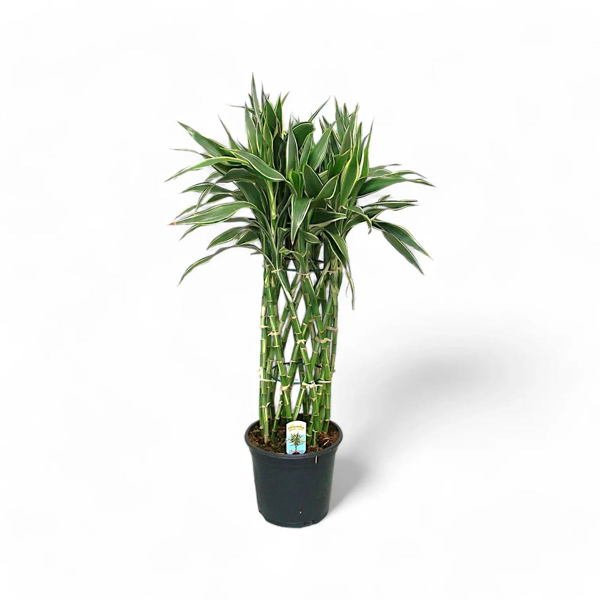 Dracaena braunii 'Victory' Zimmerpflanze im Anzuchttopf vor weißem Hintergrund, Produktfoto 3.
