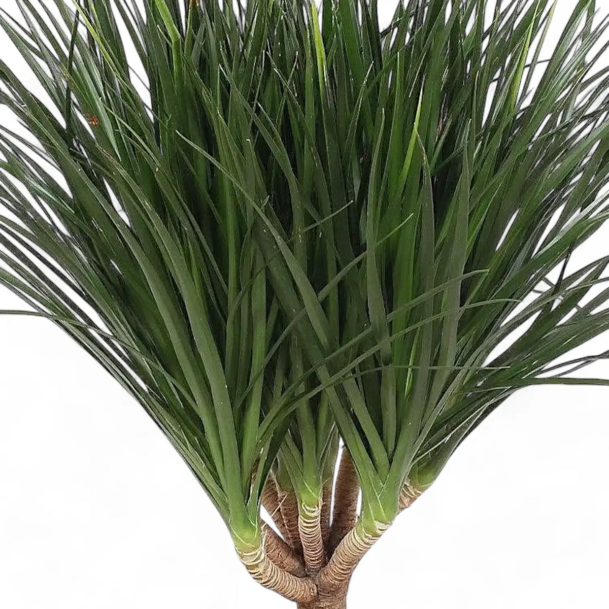 Dracaena draco – Blattdetail vor weißem Hintergrund..