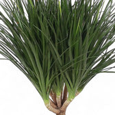Dracaena draco – Blattdetail vor weißem Hintergrund..