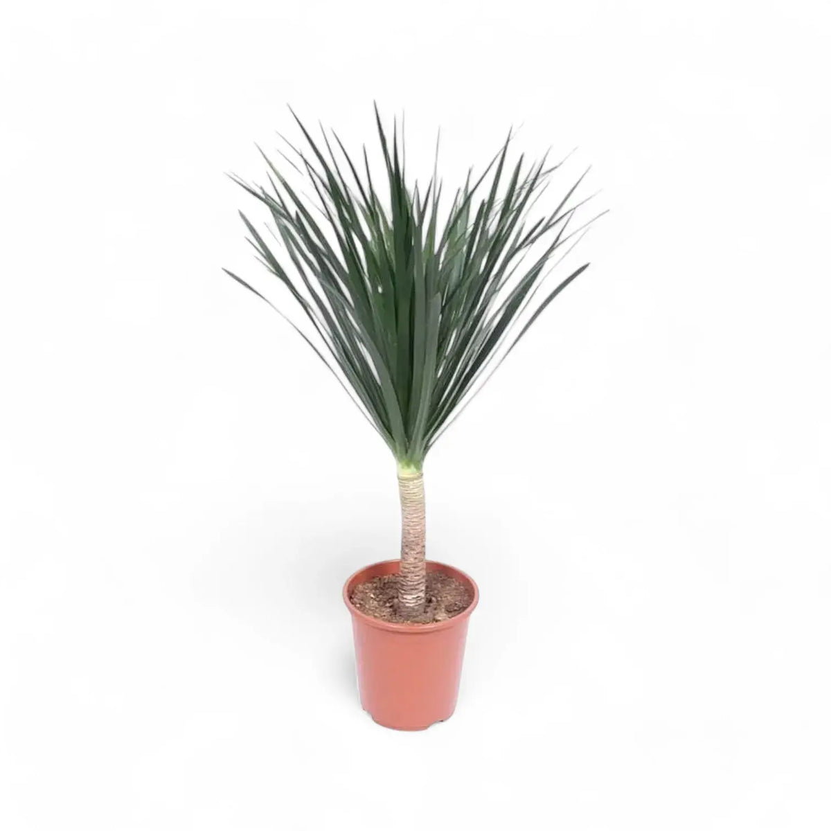Dracaena draco Zimmerpflanze im Anzuchttopf vor weißem Hintergrund, Produktfoto 2.