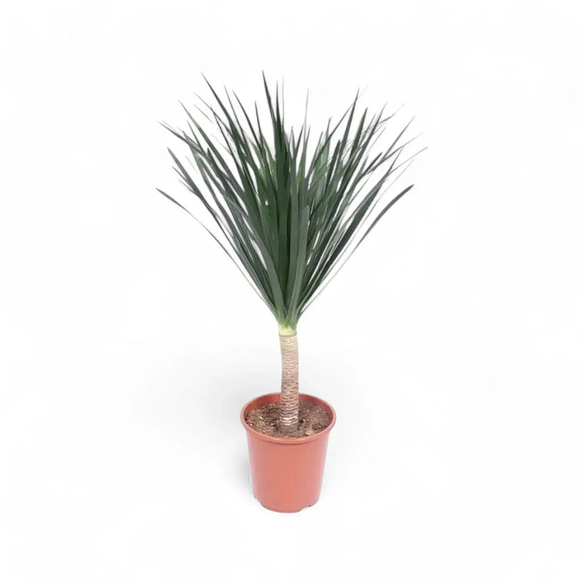 Dracaena draco Zimmerpflanze im Anzuchttopf vor weißem Hintergrund, Produktfoto 2.