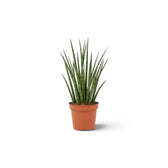 Junge Dracaena ‘Fernwood Mikado’ mit schmalen dunkelgrünen Blättern und hellen Querstreifen