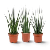 Junge Dracaena ‘Fernwood Mikado’ mit feinen zylindrischen Blättern, die dicht aus der Basis wachsen