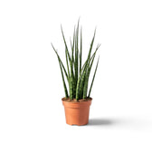 Junge Dracaena ‘Fernwood Mikado’ mit dunkelgrünen Blättern und heller Querzeichnung