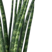 Detailaufnahme von Dracaena ‘Fernwood Mikado’ mit schlanken zylindrischen Blättern und hellen Querstreifen