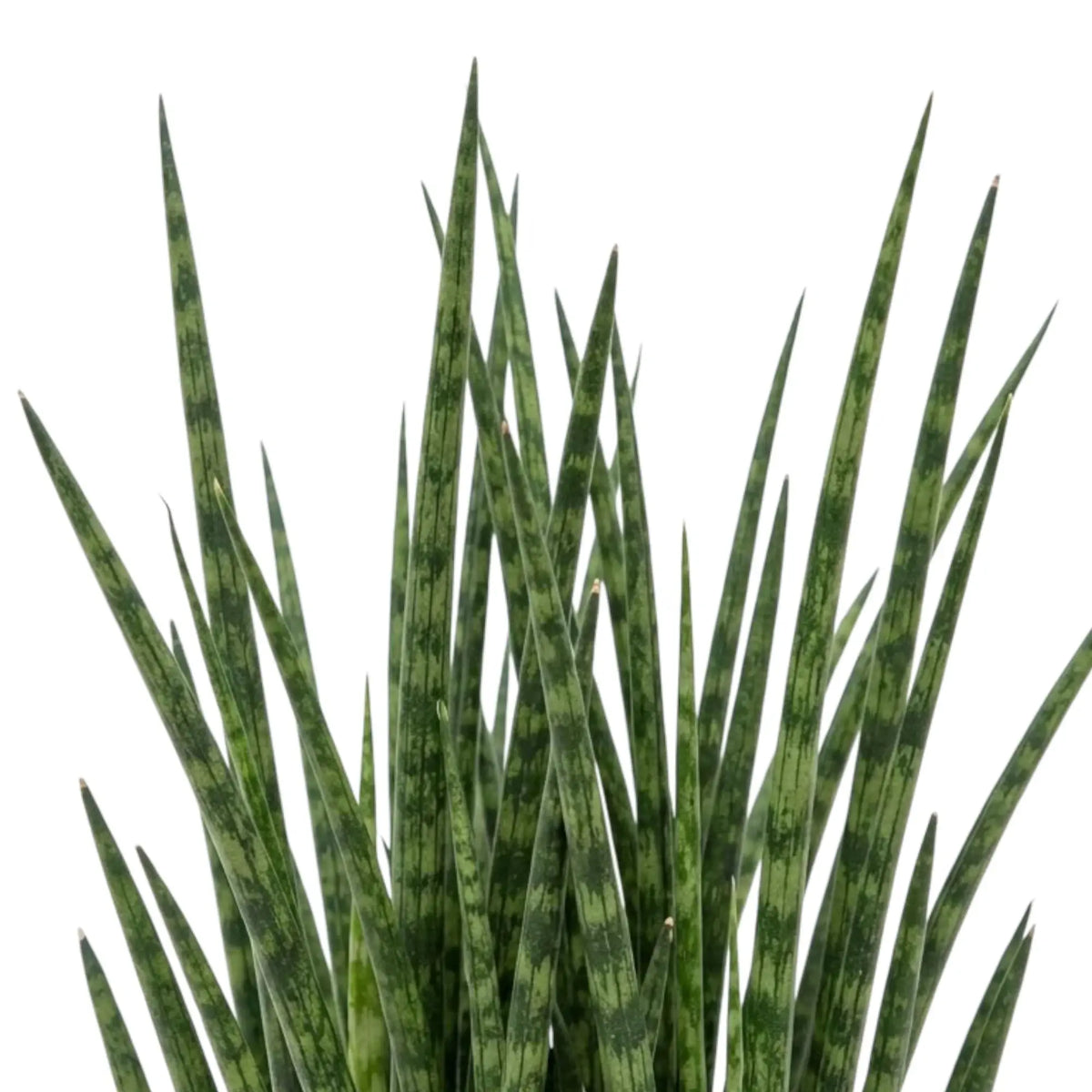 Nahaufnahme von Dracaena ‘Fernwood Mikado’ mit dicht stehenden schmalen Blättern und deutlicher Querzeichnung