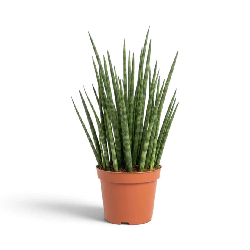 Medium Dracaena ‘Fernwood Mikado’ with a narrow upright clump of slender green leaves