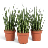 Mittelgroße Dracaena ‘Fernwood Mikado’ mit feinen spitzen Blättern, die dicht aus der Basis wachsen