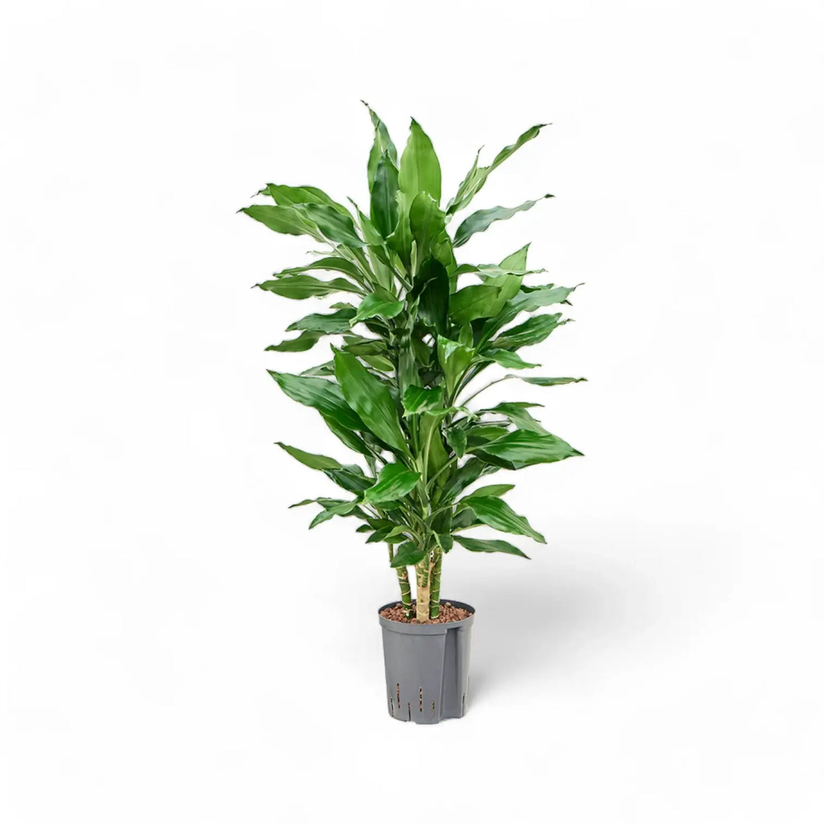 Dracaena fragrans 'Burundi' Zimmerpflanze im Anzuchttopf vor weißem Hintergrund, Produktfoto 2.