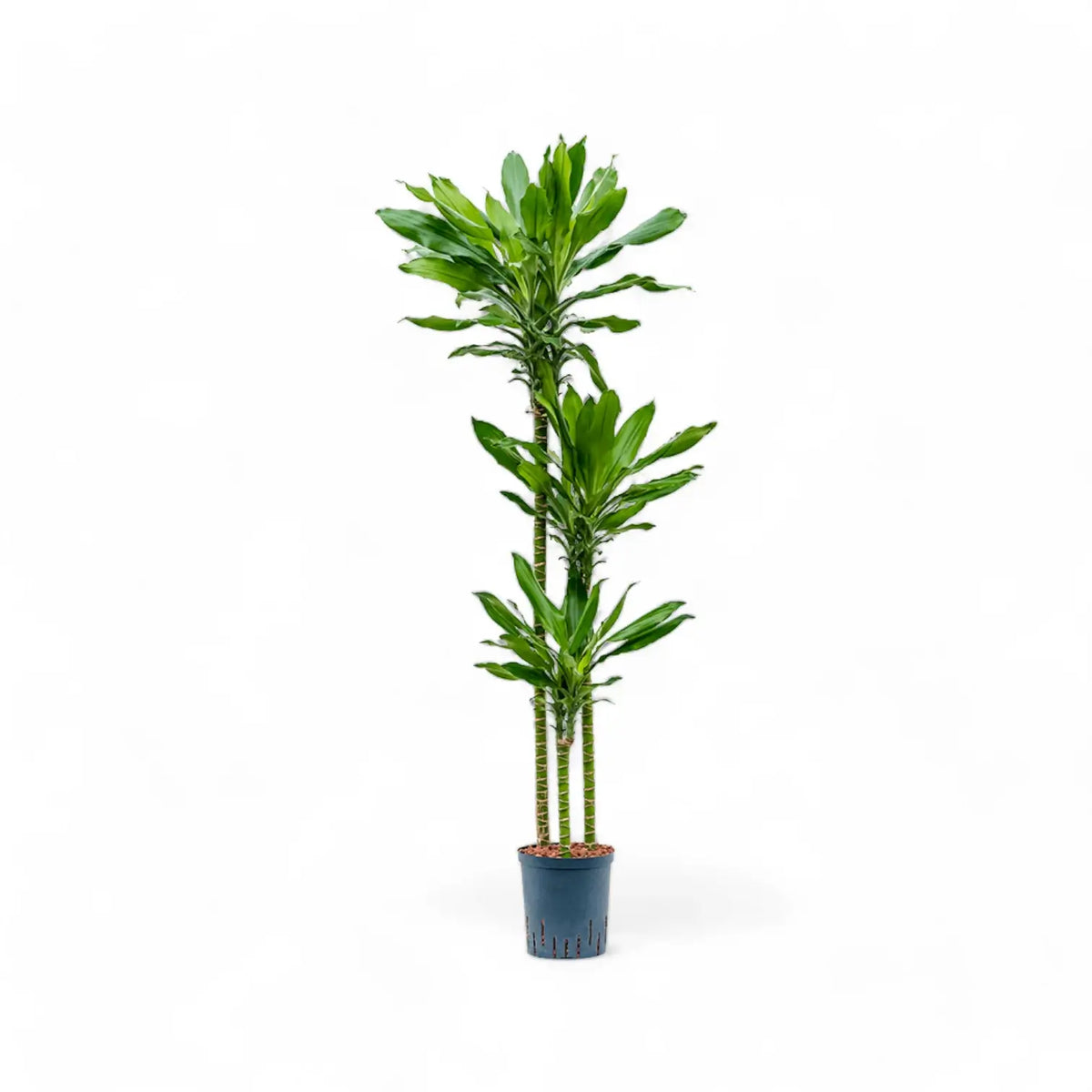 Dracaena fragrans 'Burundi' Zimmerpflanze im Anzuchttopf vor weißem Hintergrund, Produktfoto 5.