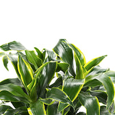 Dracaena fragrans 'Dorado' leaf close-up on white background.