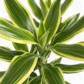 Dracaena fragrans ‘Golden Coast’ leaf detail showing dark green centres and broad yellow-green margins