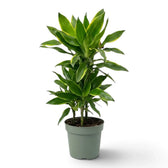 Dracaena fragrans ‘Golden Coast’ with dense upright foliage and yellow-green leaf margins