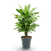 Dracaena fragrans ‘Golden Coast’ potted plant with dark green leaves and yellow-green margins