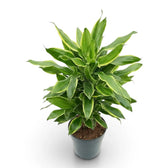 Dracaena fragrans ‘Golden Coast’ upright cane plant with layered leaves and golden margins