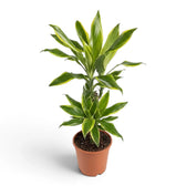 Dracaena fragrans ‘Golden Coast’ with compact leaf clusters and bright yellow-green edging