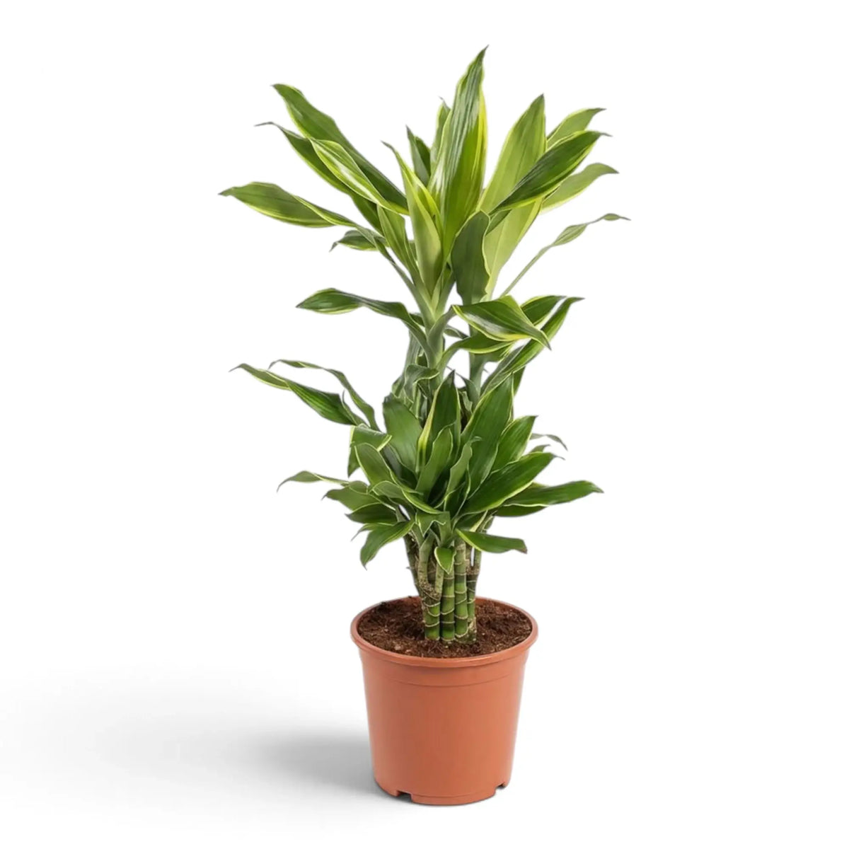 Dracaena fragrans ‘Golden Coast’ plant in a nursery pot with dark green leaves and golden-yellow margins
